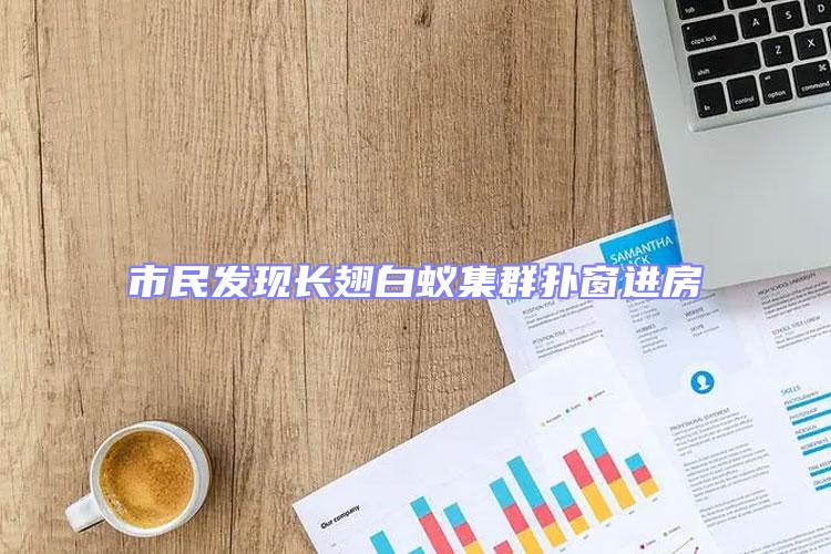 市民發(fā)現(xiàn)長翅白蟻集群撲窗進房