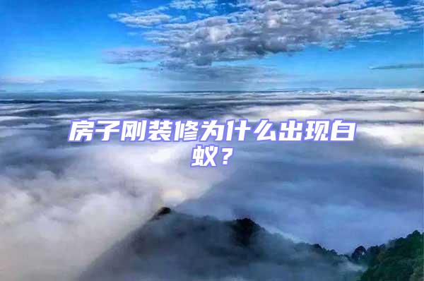 房子剛裝修為什么出現(xiàn)白蟻?