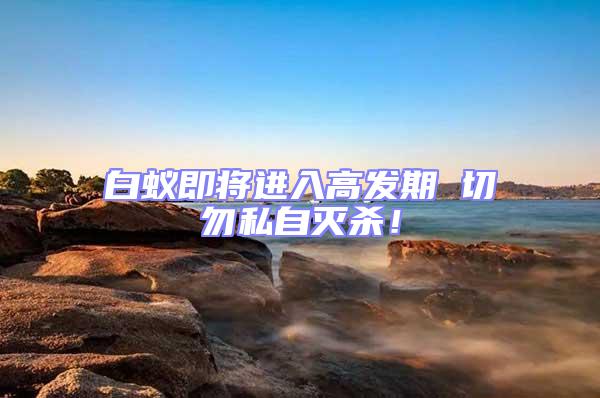 白蟻即將進入高發期 切勿私自滅殺!