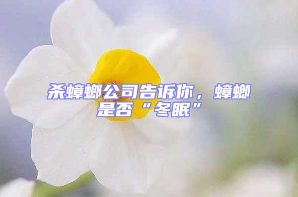 殺蟑螂公司告訴你，蟑螂是否“冬眠”