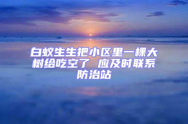 白蟻生生把小區(qū)里一棵大樹給吃空了 應(yīng)及時聯(lián)系防治站