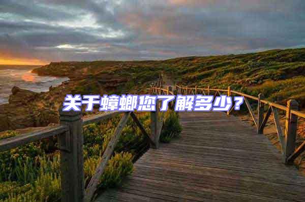 關于蟑螂您了解多少?