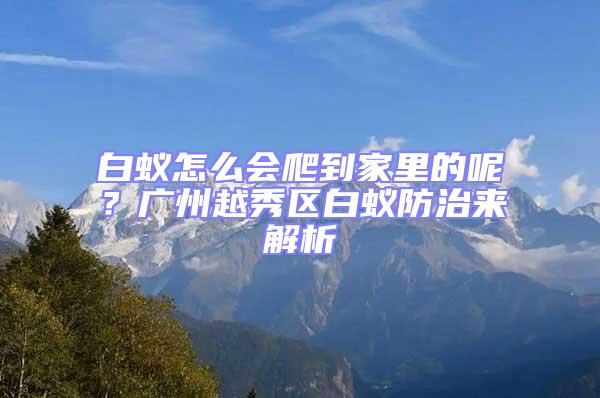 白蟻怎么會(huì)爬到家里的呢?廣州越秀區(qū)白蟻防治來解析
