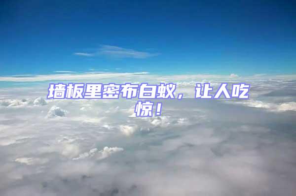墻板里密布白蟻,讓人吃驚!