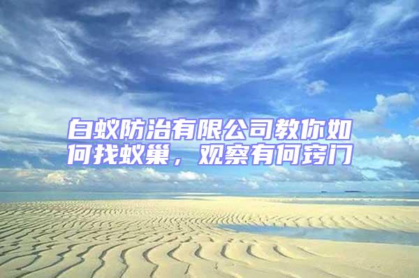 白蟻防治有限公司教你如何找蟻巢,觀察有何竅門