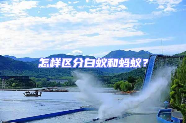 怎樣區(qū)分白蟻和螞蟻?