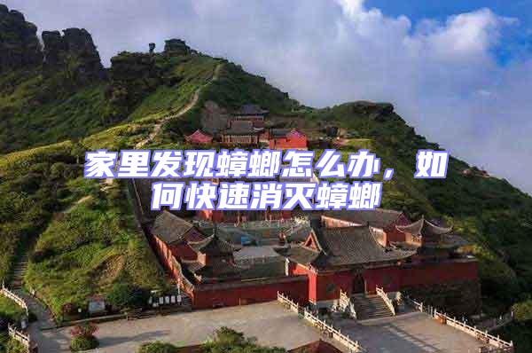 家里發現蟑螂怎么辦,如何快速消滅蟑螂