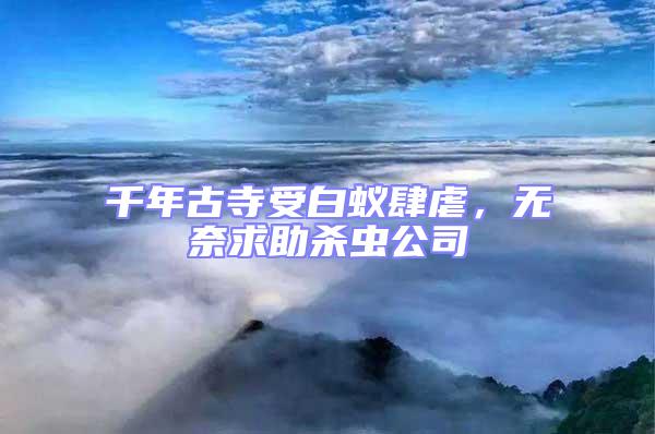 千年古寺受白蟻肆虐，無奈求助殺蟲公司