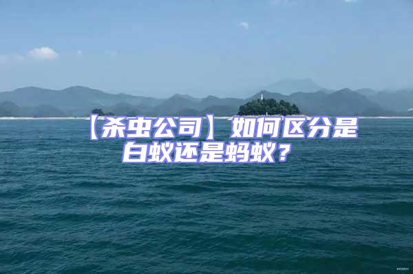 【殺蟲公司】如何區(qū)分是白蟻還是螞蟻?