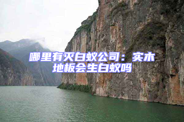 哪里有滅白蟻公司:實(shí)木地板會(huì)生白蟻嗎