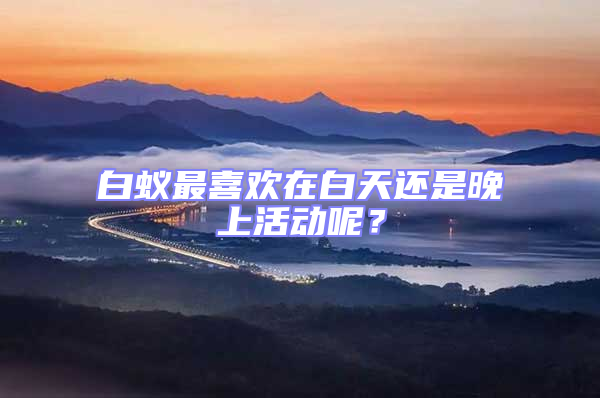 白蟻最喜歡在白天還是晚上活動呢?