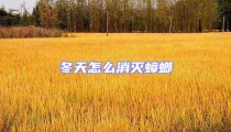 冬天怎么消滅蟑螂