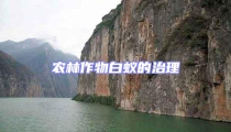 農林作物白蟻的治理