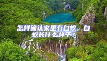 怎樣確認(rèn)家里有白蟻,白蟻長(zhǎng)什么樣子?