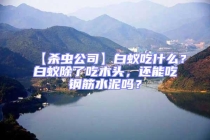 【殺蟲公司】白蟻吃什么？白蟻除了吃木頭，還能吃鋼筋水泥嗎？