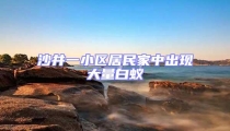 沙井一小區(qū)居民家中出現(xiàn)大量白蟻