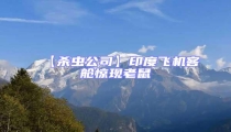 【殺蟲(chóng)公司】印度飛機(jī)客艙驚現(xiàn)老鼠