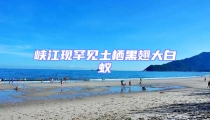 峽江現(xiàn)罕見(jiàn)土棲黑翅大白蟻