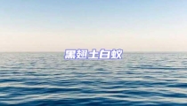 黑翅土白蟻