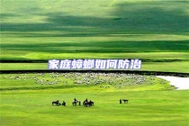 家庭蟑螂如何防治