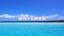 貓為什么抓老鼠