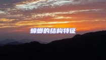 蟑螂的結構特征
