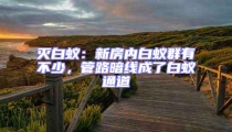 滅白蟻:新房內(nèi)白蟻群有不少,管路暗線成了白蟻通道
