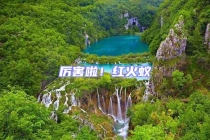 厲害啦！紅火蟻