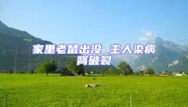 家里老鼠出沒 主人染病腎破裂