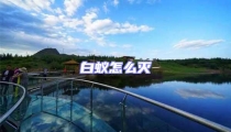 白蟻怎么滅