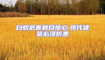 白蟻危害觸目驚心 現代建筑必須防患