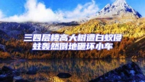 三四層樓高大樹遭白蟻侵蛀轟然倒地砸壞小車