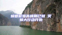 蟑螂繁殖高峰期已到 滅蟑大行動開始