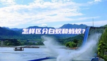 怎樣區分白蟻和螞蟻?