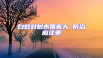 白蟻對樹木損害大 防治應(yīng)注重