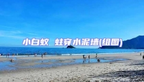 小白蟻 蛀穿水泥墻(組圖)