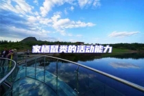 家棲鼠類的活動能力