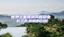 世界上最難消滅的昆蟲 長了長翅膀的白蟻