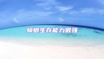 蟑螂生存能力很強(qiáng)