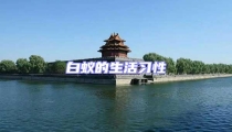 白蟻的生活習(xí)性