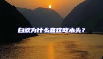 白蟻為什么喜歡吃木頭?