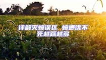 詳解滅蟑誤區 蟑螂餓不死越踩越多