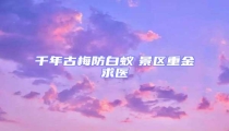 千年古梅防白蟻 景區(qū)重金求醫(yī)
