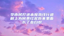 華市民打進本報熱線行道樹上為何裹紅泥原來里面長了些白蟻