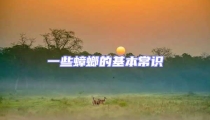 一些蟑螂的基本常識