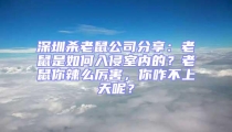 深圳殺老鼠公司分享：老鼠是如何入侵室內(nèi)的？老鼠你辣么厲害，你咋不上天呢？
