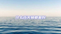 什么藥滅蟑螂最好