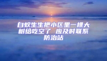 白蟻生生把小區(qū)里一棵大樹給吃空了 應(yīng)及時聯(lián)系防治站