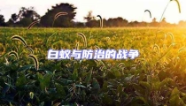 白蟻與防治的戰(zhàn)爭