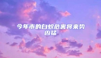 今年市的白蟻危害將來勢兇猛